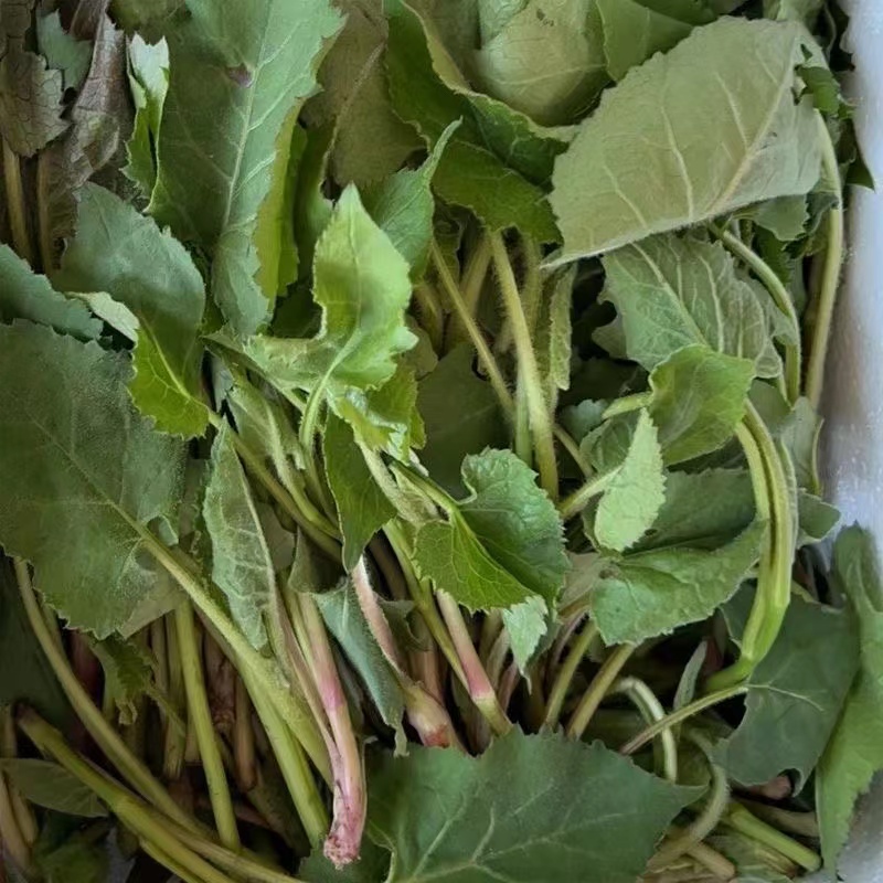 东北大耳毛菜种子东风菜山蛤芦食用药食同源山野菜一年生蔬菜种籽