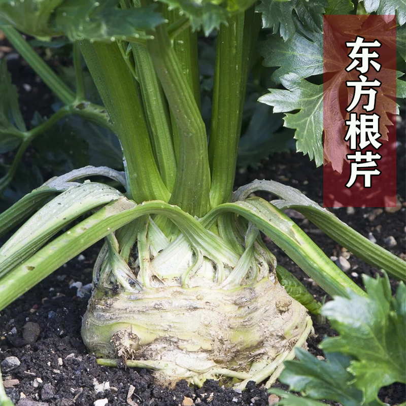 四季播蔬菜高产根芹菜种子特色芹菜块芹种子芹菜根根洋芹球根包邮