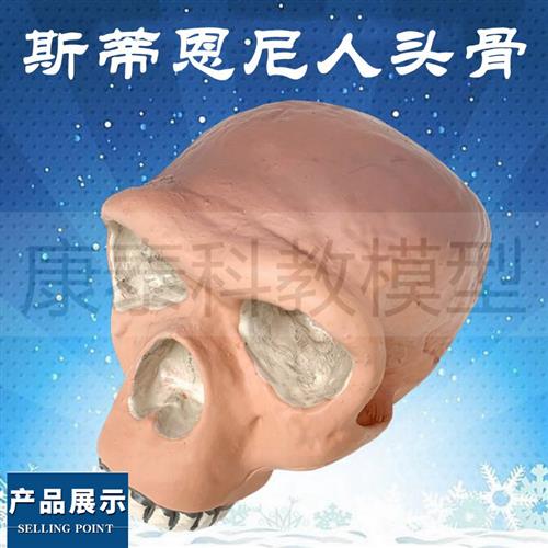 人类头骨模型古代人北京人骨髅头奥尔都文人古猿颅骨影视科普素描