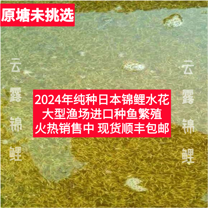 2024日本纯种进口锦鲤水花鱼苗血统红白昭和丹顶红草冷水小鱼幼苗