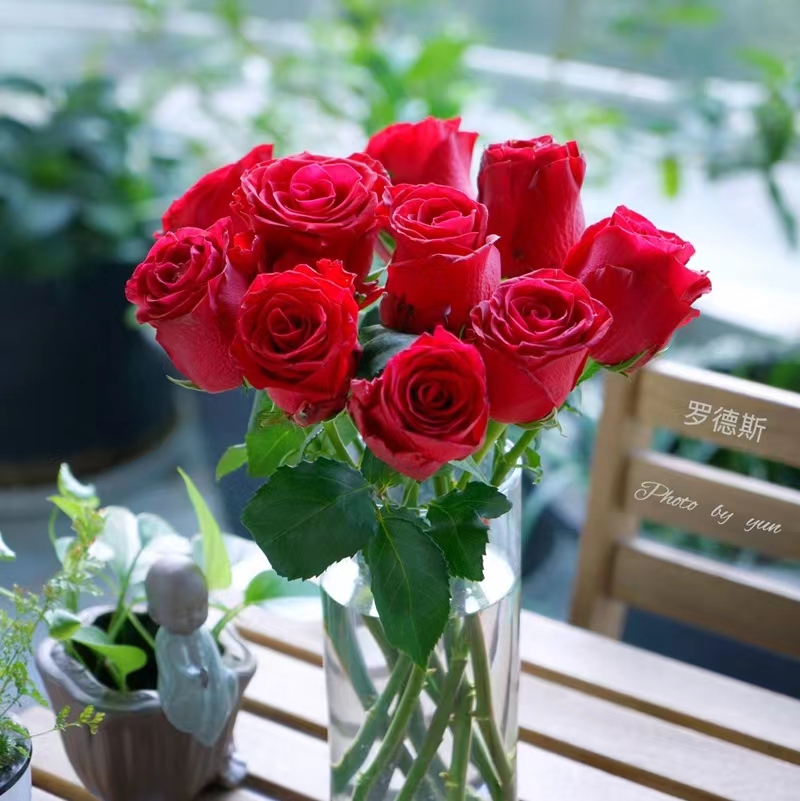 罗德斯 肯尼亚红玫瑰花苗无刺四季庭院耐寒花期长新品切花月季