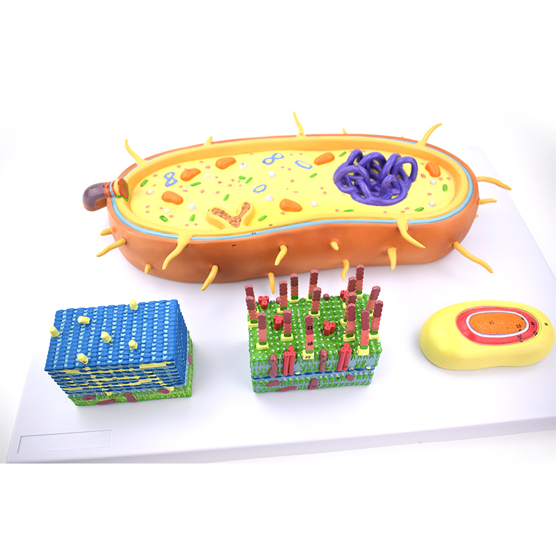 细菌放大模型芽孢鞭毛菌毛荚膜细胞膜原核生物医用微生物教学实验