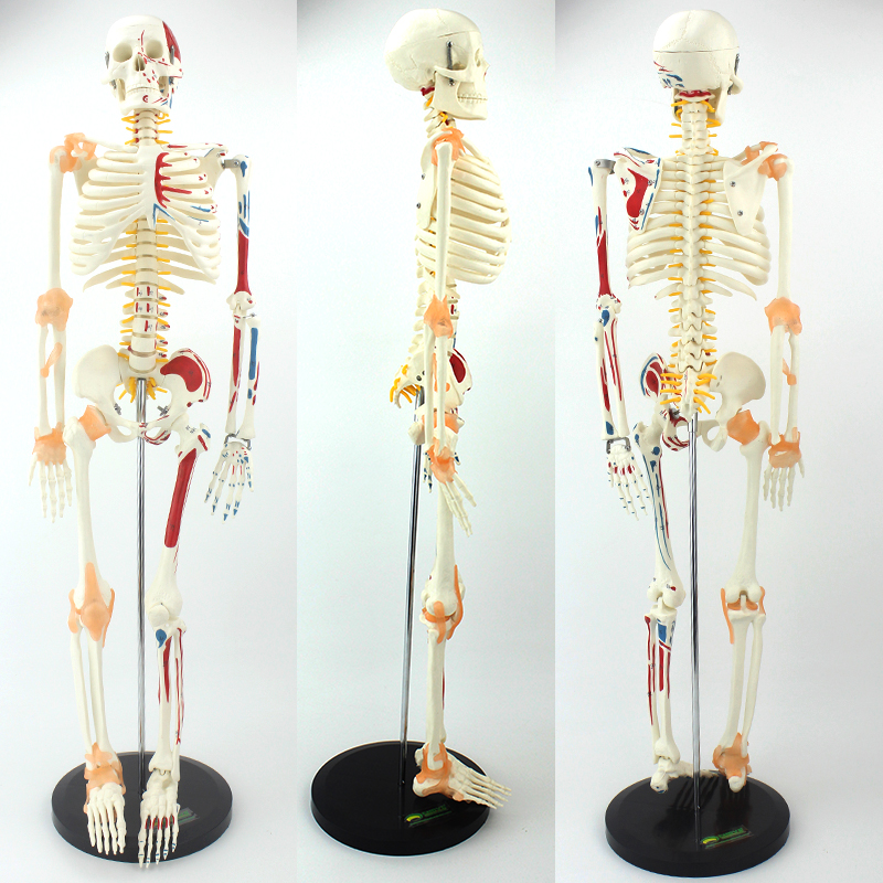 正品进口医学人体骨骼肌肉脊柱神经可弯曲关节拆卸骨架全身模型