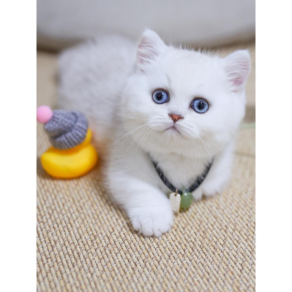 英短银渐层猫幼猫纯种英国短毛猫幼崽银点白色宠物猫咪银渐层幼猫