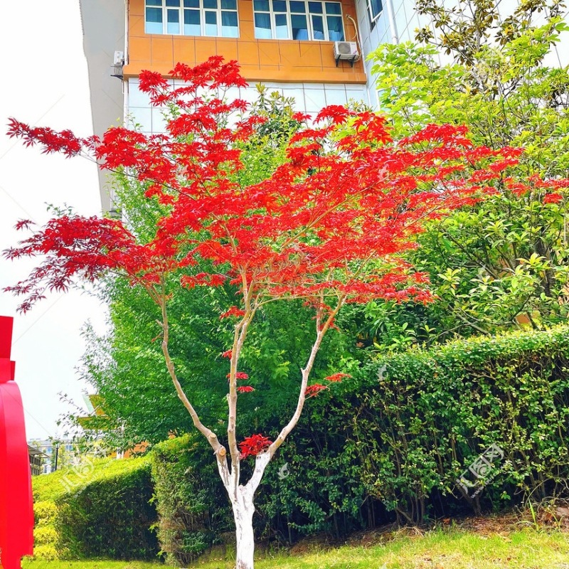 日本红枫树苗枫树红舞姬盆栽美国中国四季红花苗地大树庭院植物