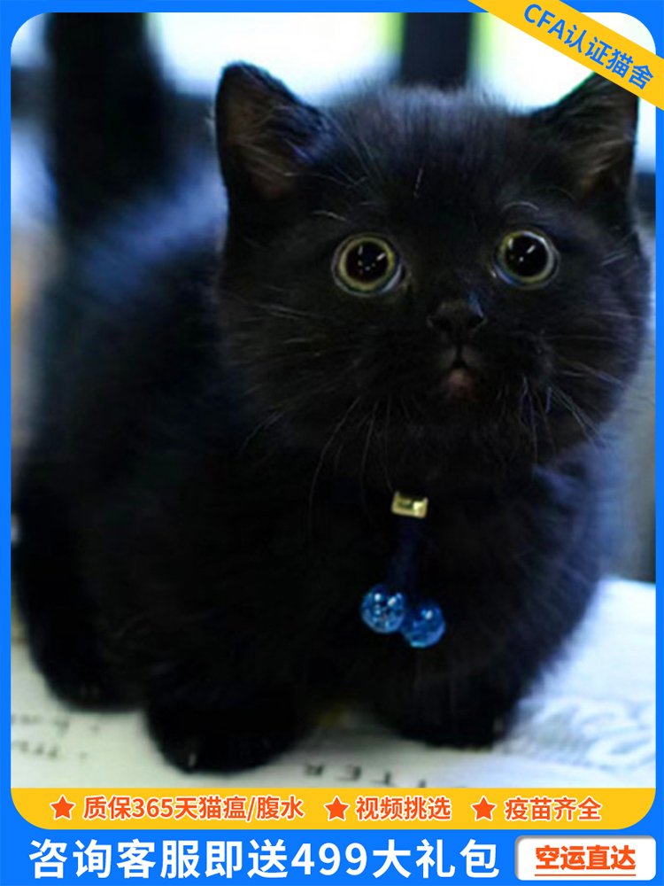 孟买黑猫幼猫纯种黑煤球玄猫拿破仑曼基康矮脚猫招财猫咪宠物活物