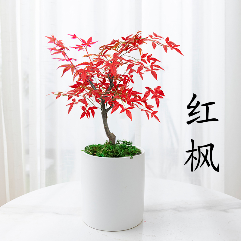 日本名贵红枫盆景树苗四季好养绿植物室内桌面盆栽老桩耐寒红舞姬