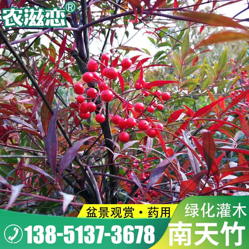 南天竹种子红天竹种子南天竺红兰竹天烛子红枸子盆栽盆景植物种籽