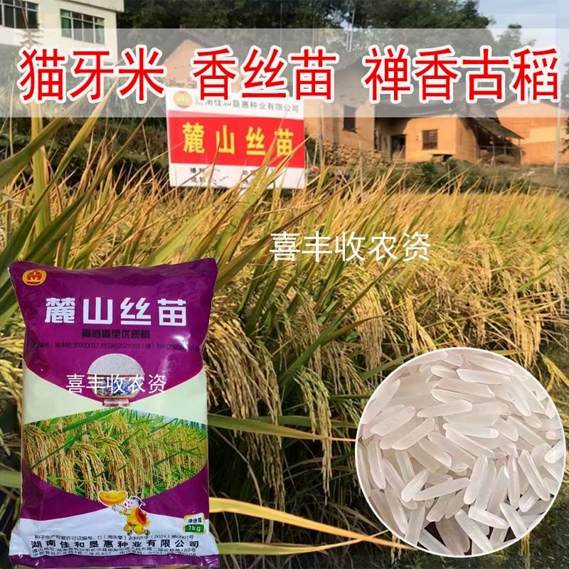 长粒香丝苗稻谷种子 优质香稻麓山丝苗 水稻种 高产抗倒谷种