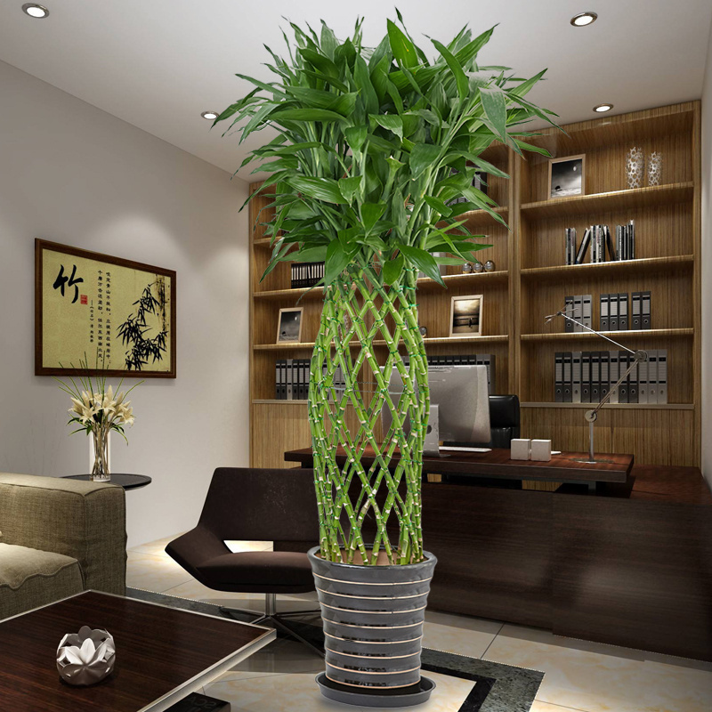 梦邦富贵竹笼盆栽植物净化空气大型绿植室内客厅办公室同城配送