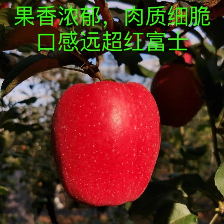 瑞香红苹果平安果西农大选育新品种纯甜多汁浓香脆甜瑞雪姊妹果