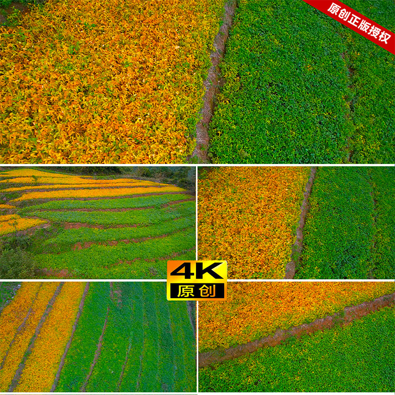 农业农村山地绿色金色大豆黄豆绿豆小豆实拍高清4K原创短视频素材