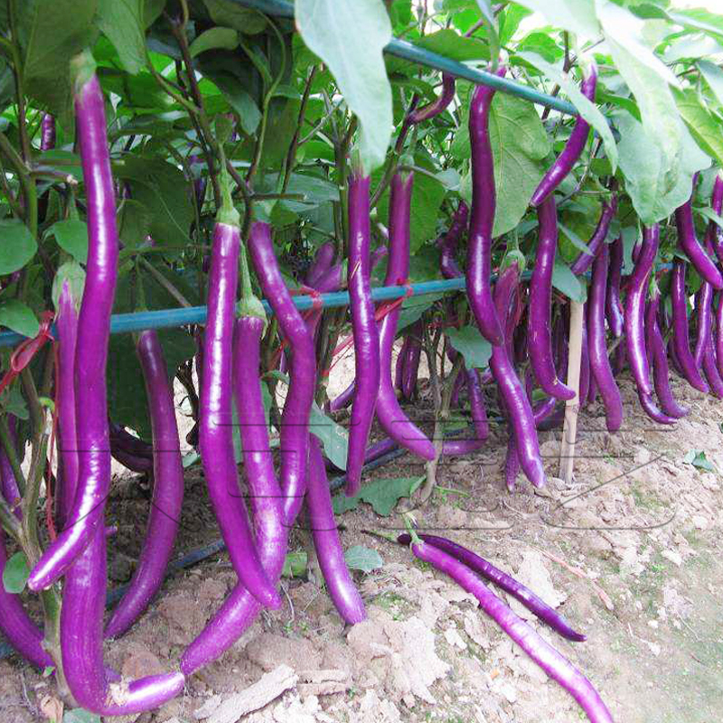 紫红线茄种籽早熟高产杭茄六号长茄子阳台春秋季四季寿光蔬菜种孑