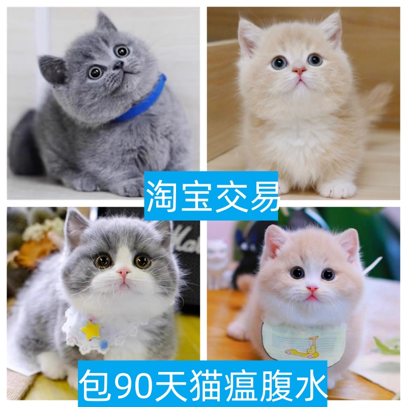 三门峡英短蓝白猫纯种矮脚曼基康金吉拉银渐层三花净梵宠物幼猫咪