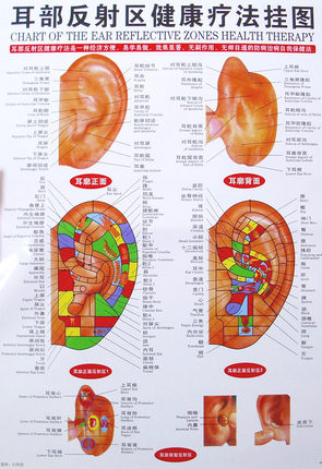 耳部反射区健康疗法挂图 人体标准穴位解剖海报 耳部健康保健墙贴