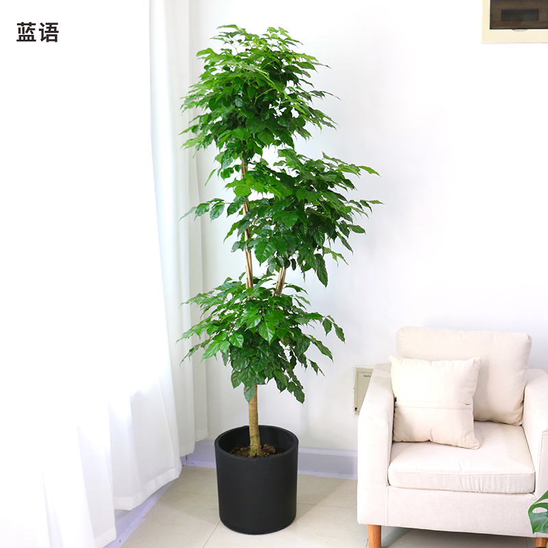 绿宝幸福树盆栽大型花卉植物大树桩绿植花卉客厅室内招财净化空气