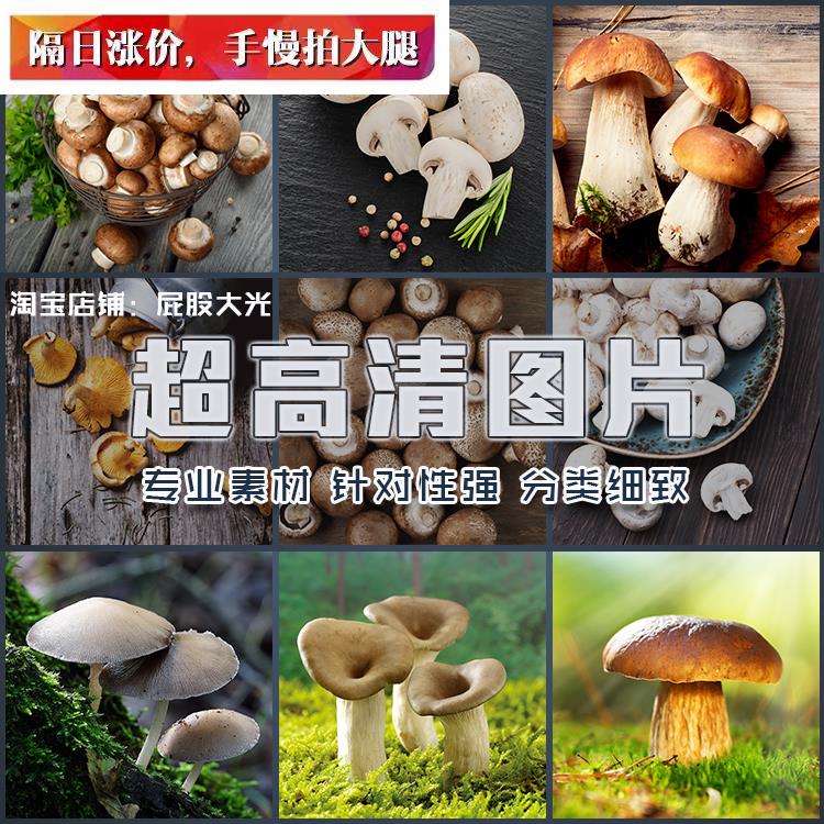 超大超高清图片蘑菇香菇干平菇野生菌食用菌菇类食物食材蔬菜素材