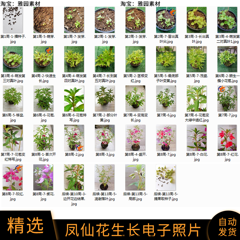 凤仙花成长记拍摄记录照片观察土培植物凤仙花生长记jpg图片素材