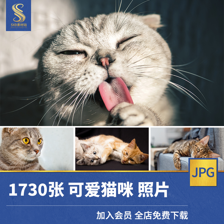 高清JPG素材宠物猫咪图片黑白橘幼英短加菲布偶折耳萌宠物店宣传