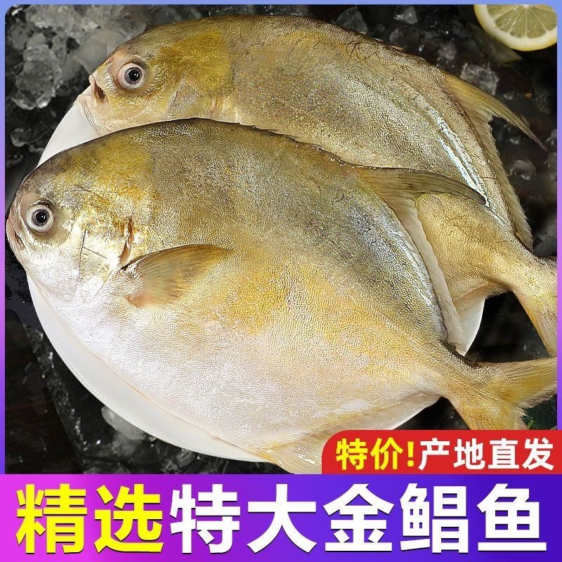 【GC】新货金鲳鱼新鲜镜鱼海鱼鲳鱼大金昌鱼湛江海鲜水产鲜活冷冻