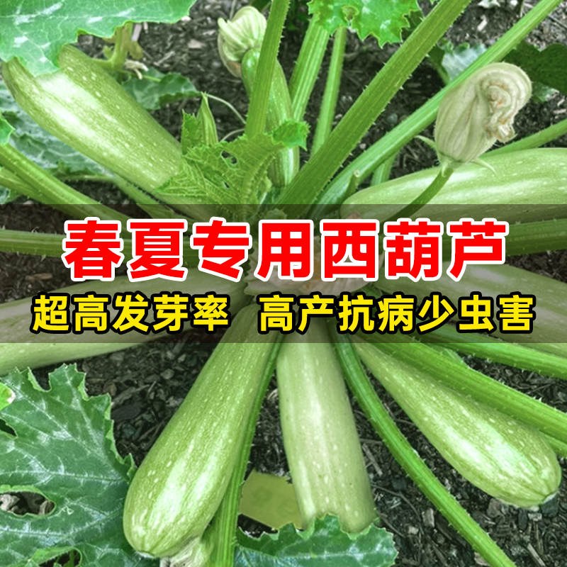 西葫芦种籽耐寒水果黄瓜种子丝瓜苗四季好养种植蔬菜苗角瓜菜种孑