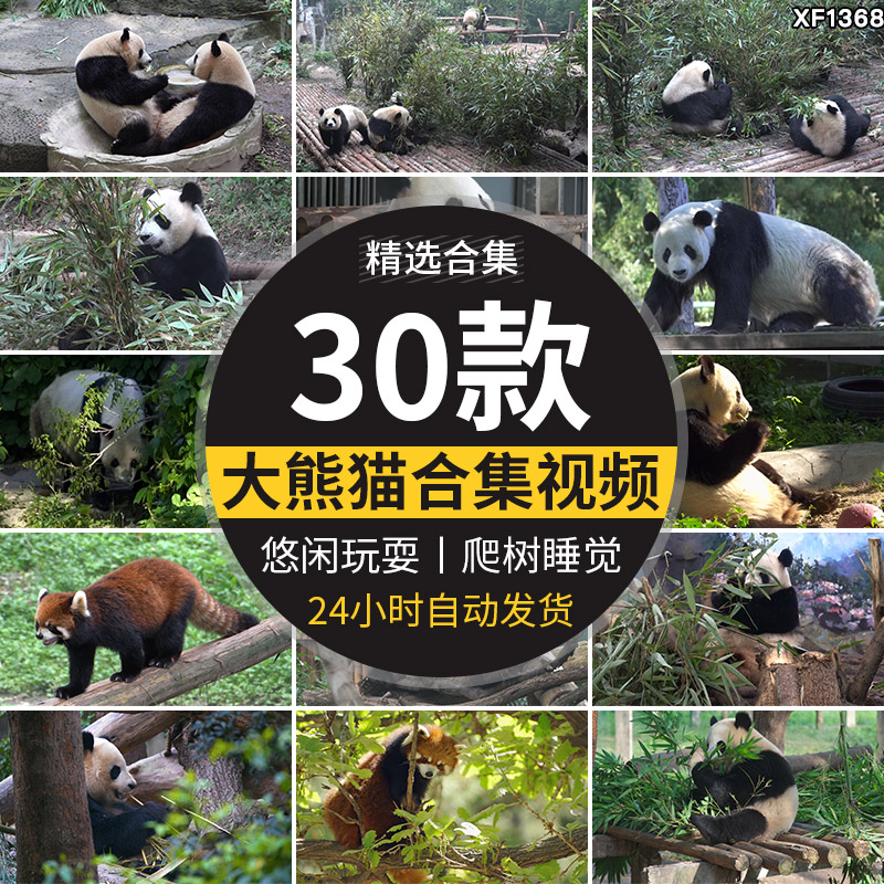 四川成都大熊猫动物园基地国宝吃竹子睡觉玩耍保护动物短视频素材