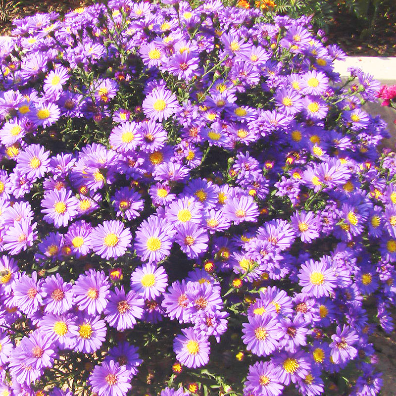荷兰菊花种子蓝紫色四季易种纽约紫苑花种子多年生宿根耐旱耐寒耐