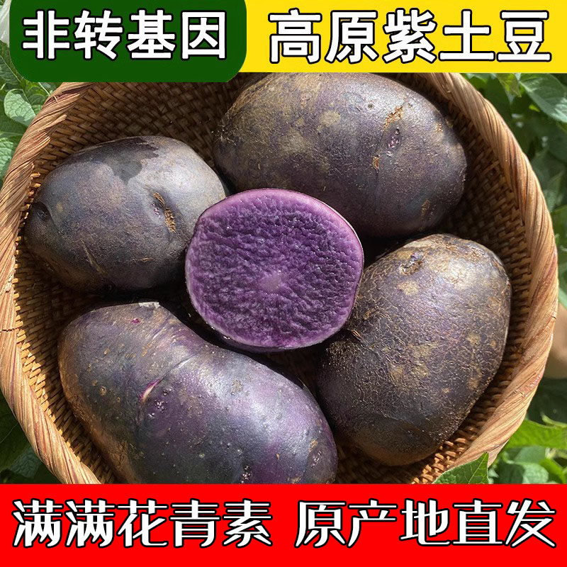 紫土豆丽江高原黑土豆新鲜紫色洋芋现挖现发紫心马铃薯5/10斤包邮