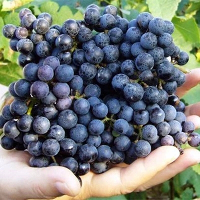 正宗桂葡1号葡萄树苗 双性花山葡萄苗 种一年结果 酿酒野葡萄果苗