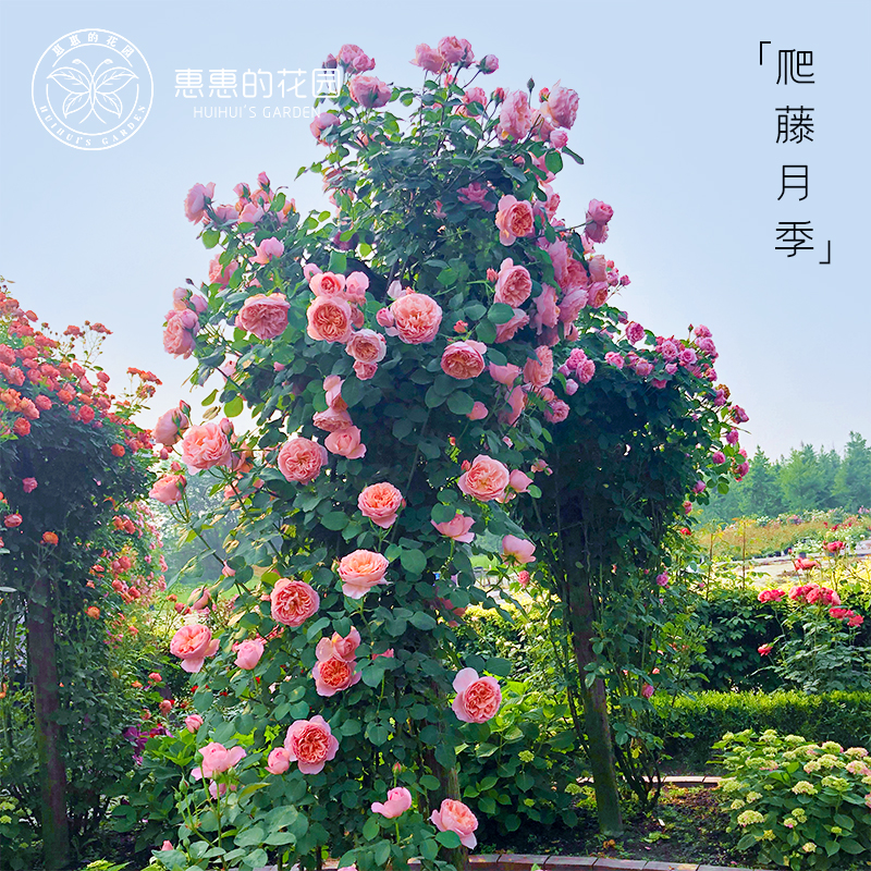 惠惠的花园藤本月季四季开花墙盆栽蓝色阴雨舍农索城堡的女人月季