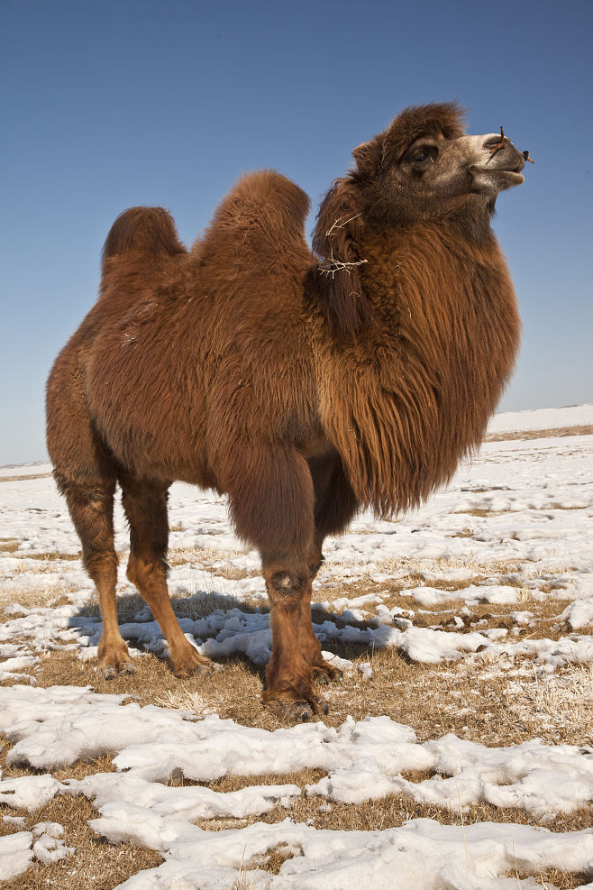红骆驼 骑驼 成年活骆驼 小骆驼全国均可养殖内蒙古双峰骆驼