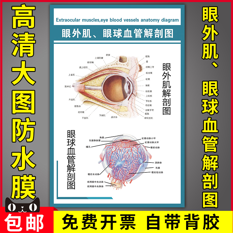 眼科医学知识宣传挂图贴眼部结构解剖示意图眼外肌眼球血管解剖图