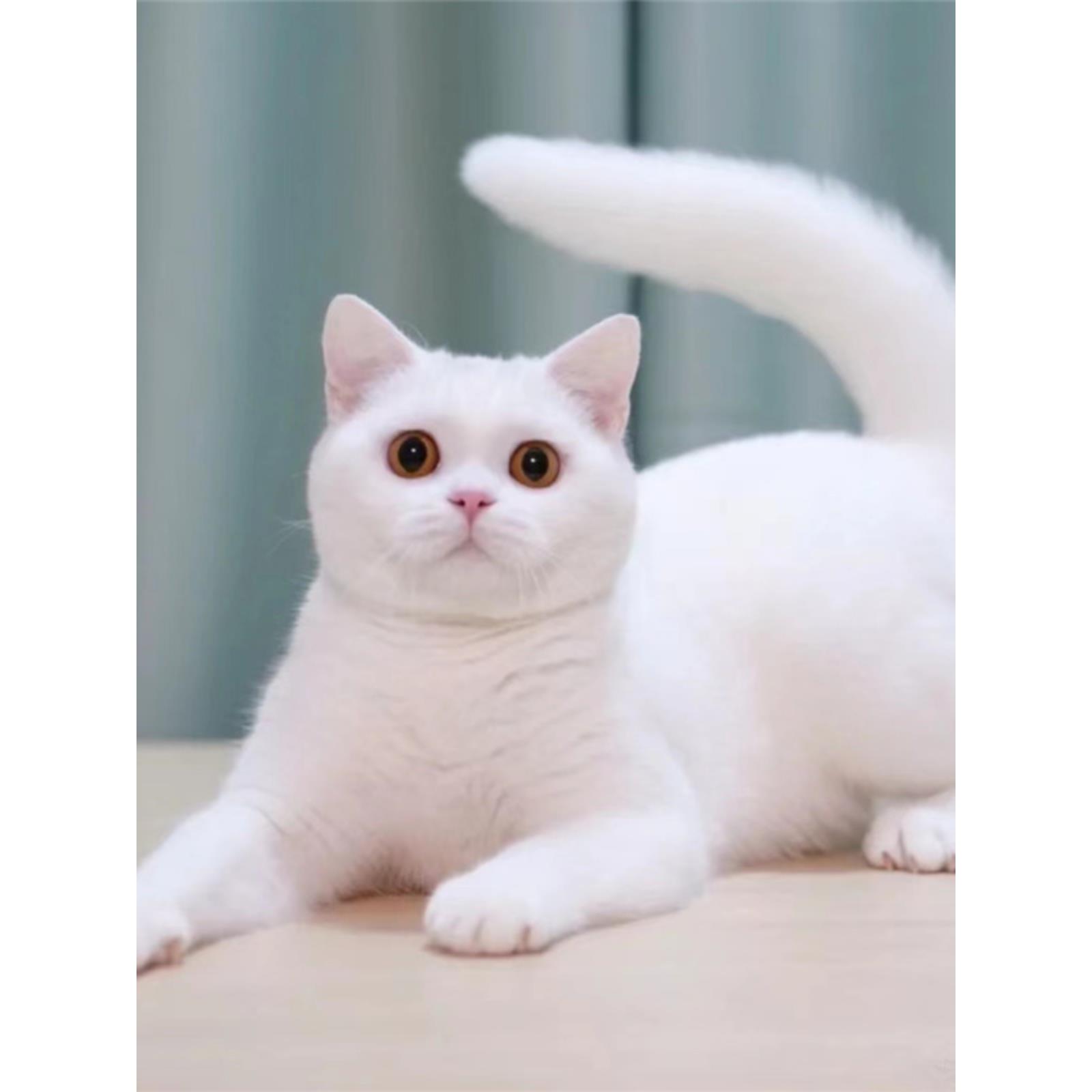 纯种纯白英短幼猫活物白色矮脚银点银渐层包子脸血统家养宠物猫舍