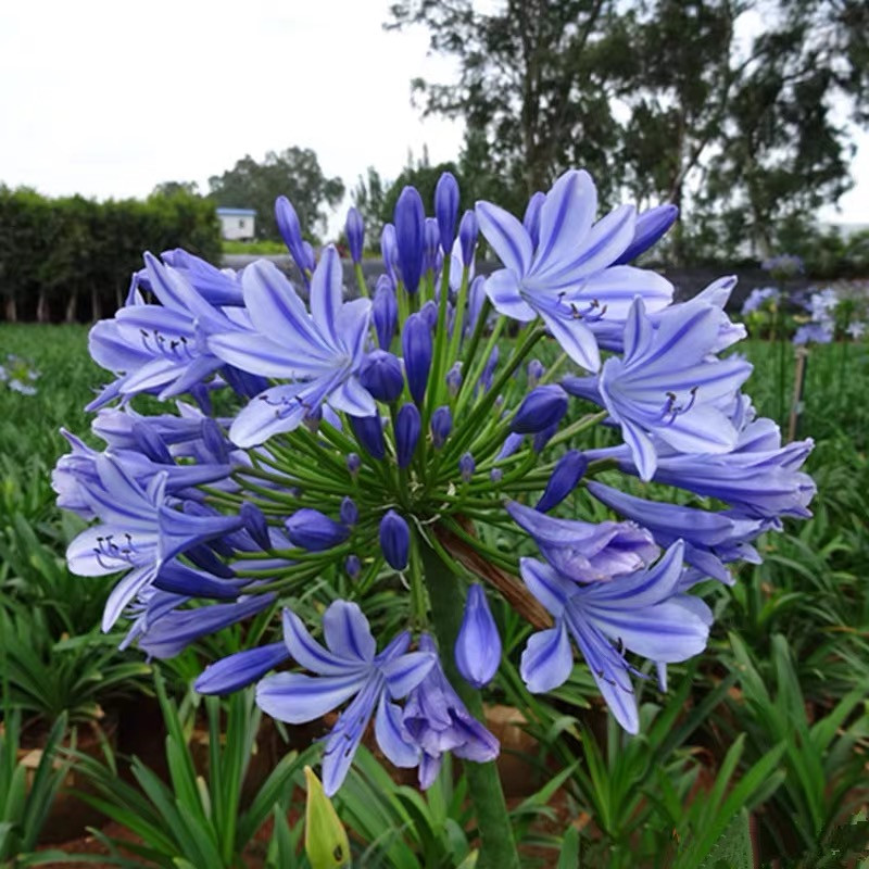 四季蓝色百子莲盆栽带花苞耐寒耐热阳台庭院多年生花园花镜植物苗