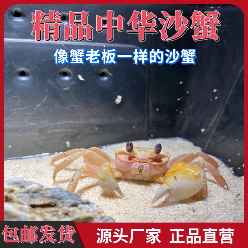 沙蟹可爱大眼沙蟹中华沙蟹桌面萌宠螃蟹耐活好养角眼沙蟹辣椒蟹