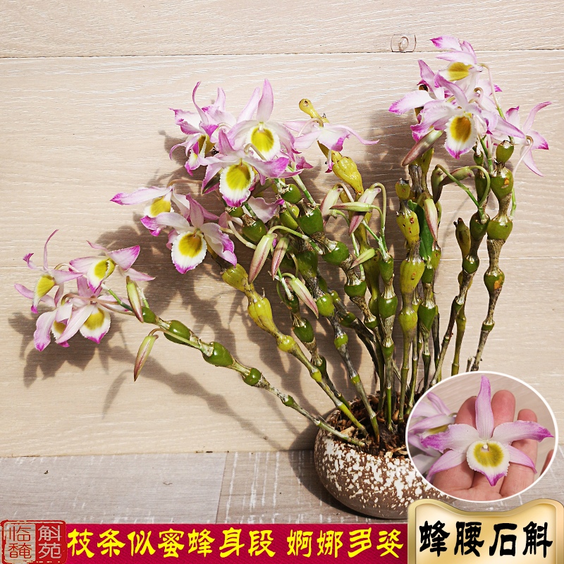 蜂腰石斛苗 老挝原苗花色漂亮稀有品种淡香耐看品种 名贵兰花石斛