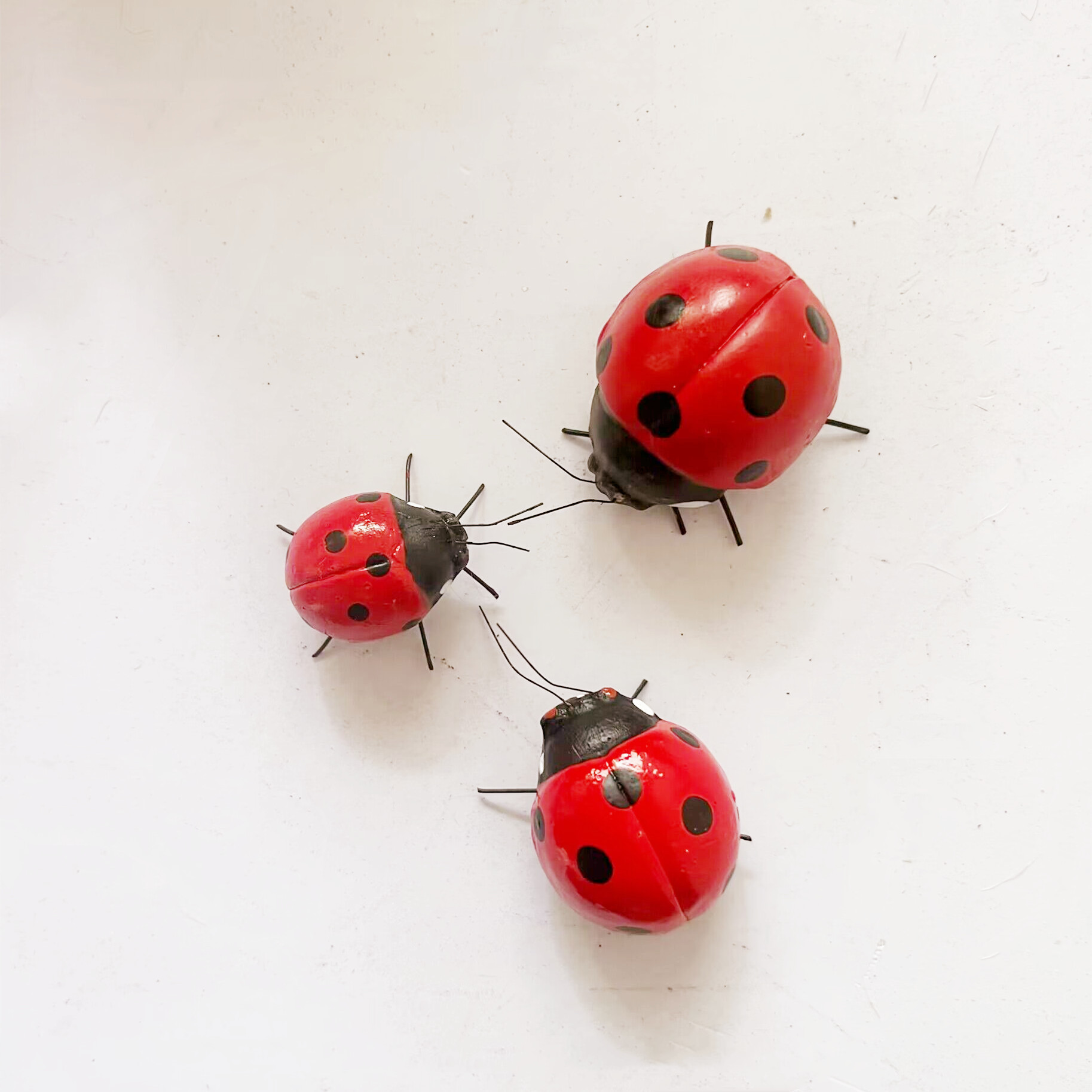 仿真动物昆虫模型 瓢虫甲壳虫磁铁摄影道具教学用品七星瓢虫