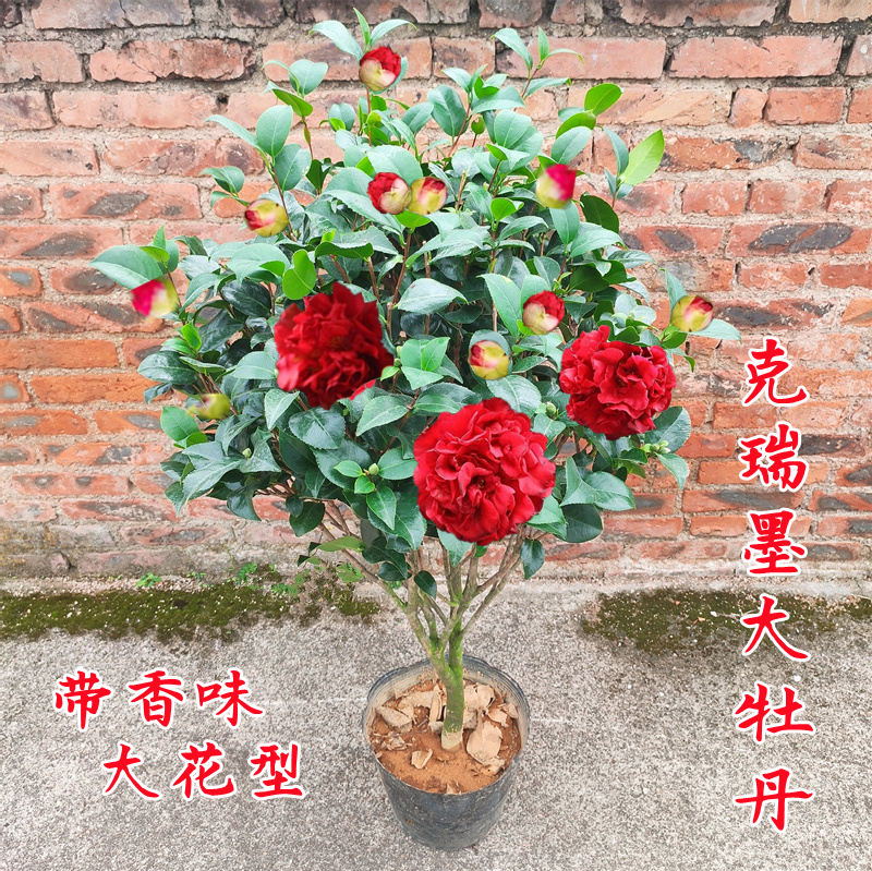 克瑞墨茶花盆栽树苗大红色香妃牡丹带浓香味巨型阳台花卉植物室内