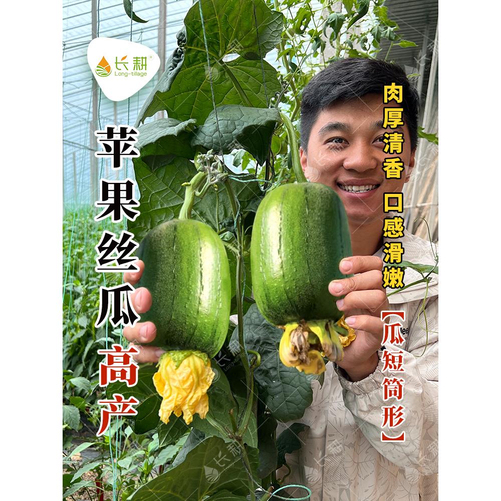 台湾苹果丝瓜苗秧苗种子迷你水果肉丝瓜种籽四季阳台盆栽蔬菜种孑