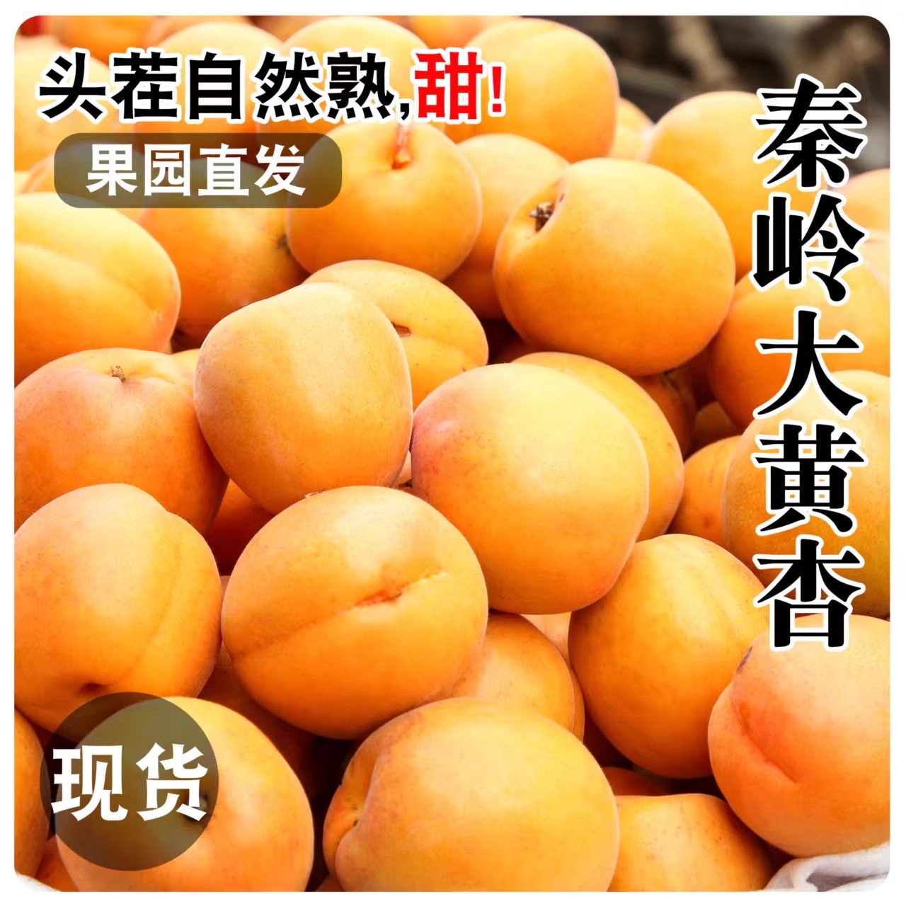 陕西大黄杏当季新鲜水果整箱5斤顺丰礼盒金太阳杏子孕妇酸甜多汁
