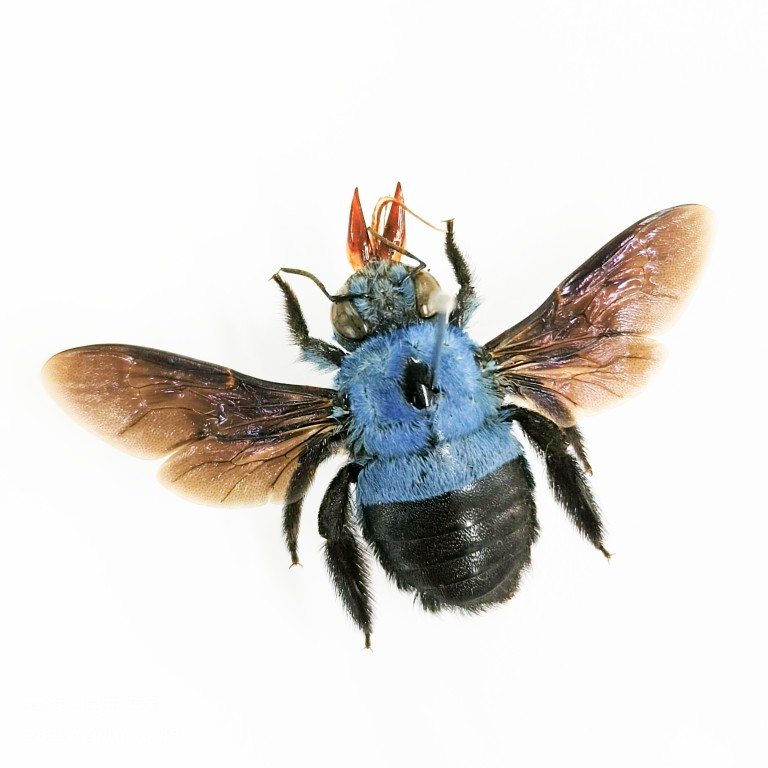 蝶语：膜翅目昆虫标本蜜蜂切叶蜂黄蜂胡蜂土蜂蛛蜂泥蜂蚂蚁切叶蚁