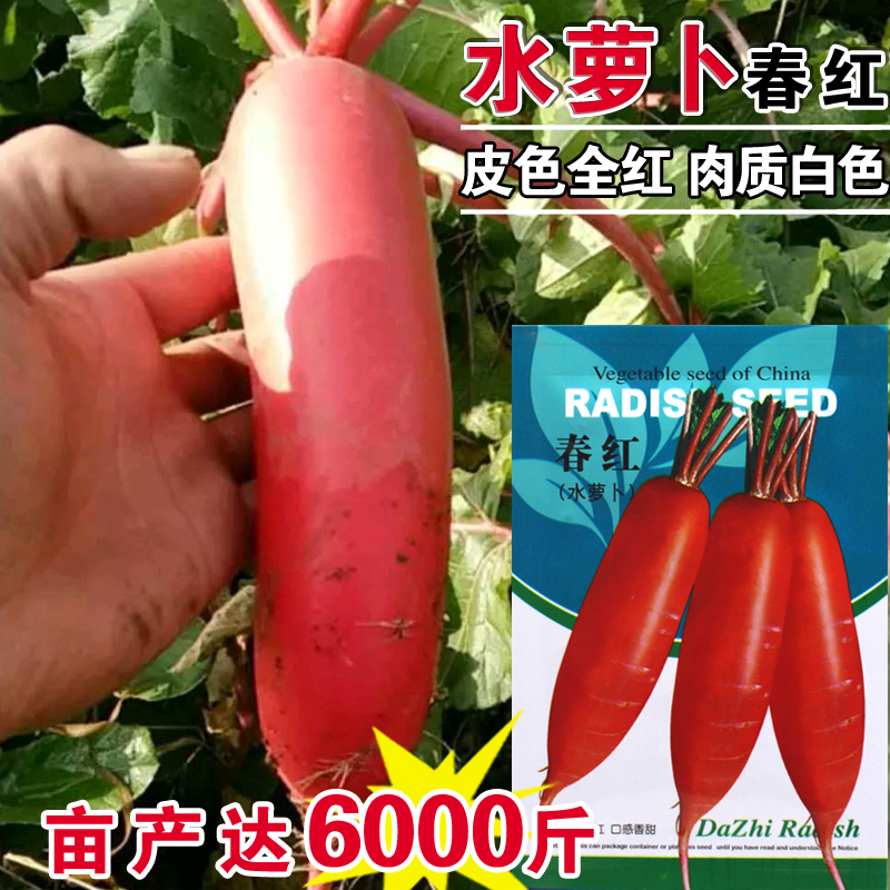 春红水萝卜种子春季红色水萝卜水果高产耐寒大田阳台盆栽蔬菜红萝