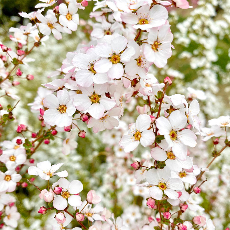 粉色喷雪花雪柳盆栽苗花灌木春天开花如雪花境植物多年生好养易活