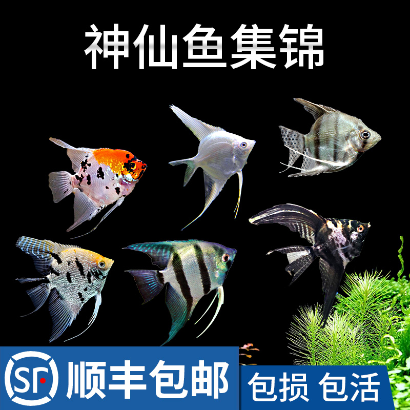 热带观赏小鱼神仙鱼燕鱼秘鲁埃及七彩好养活鱼小型淡水孔雀鱼苗