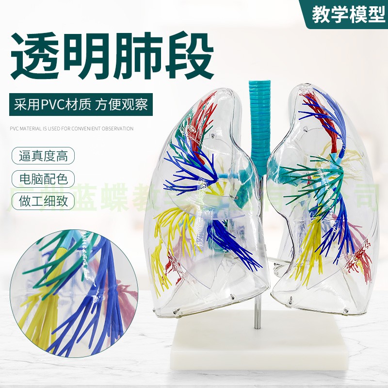 透明肺段模型肺解剖 支气管树 胸外科呼吸科模型标本人体肺部模型