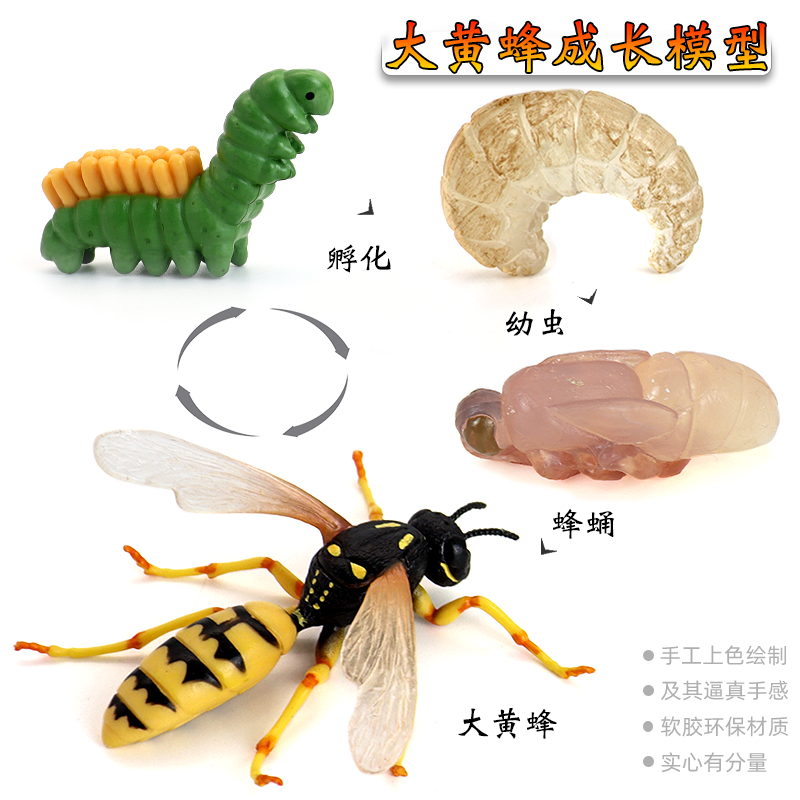 仿真科教昆虫动物大黄蜂模型玩具成长进化青蛙蝴蝶儿童益智礼物