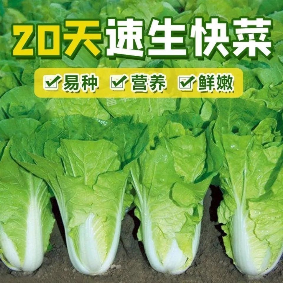 20天速生快菜种子耐热耐湿四季蔬菜种子易发芽青菜种高产小白菜种