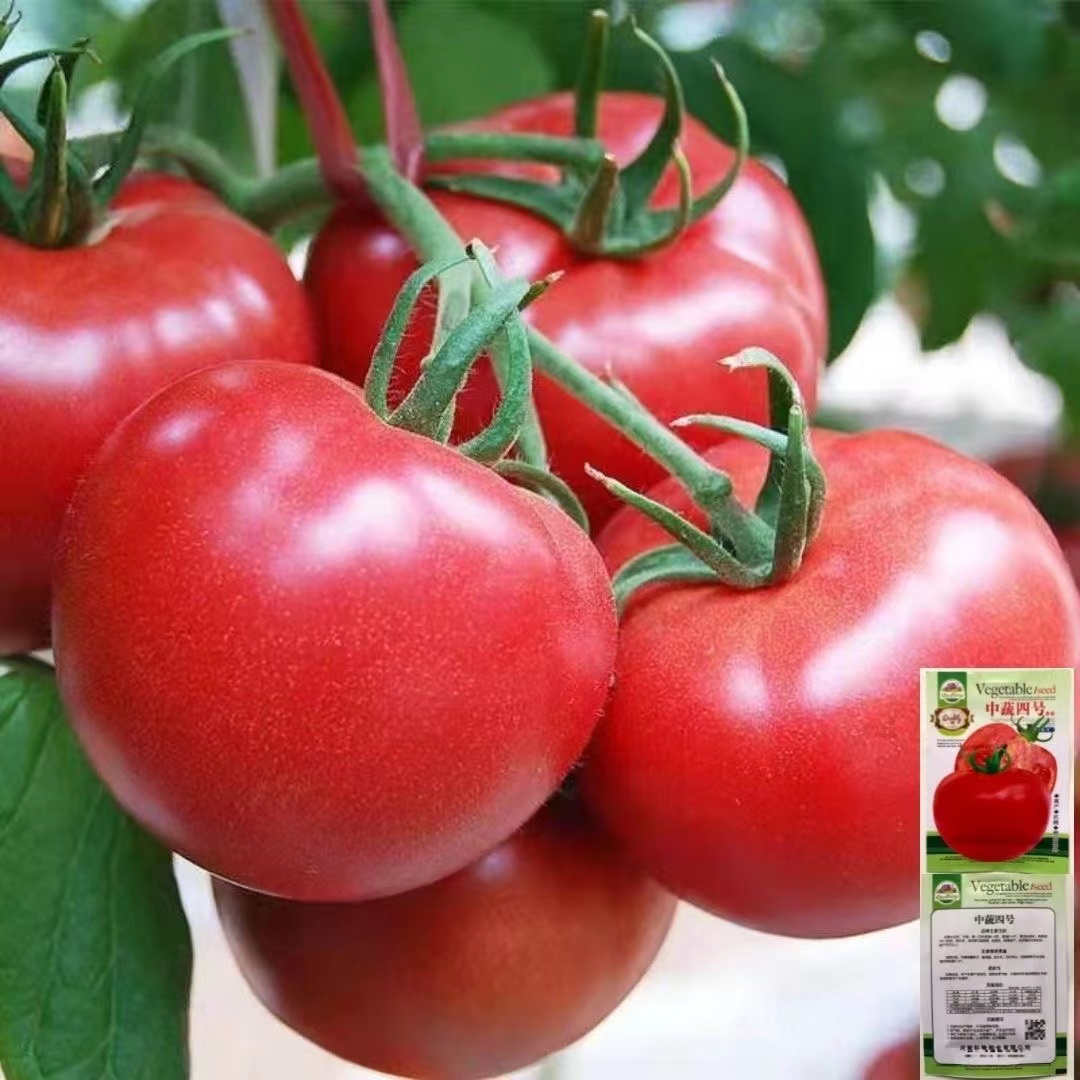 高产大番茄种子超甜红果大西红柿春季秋季抗高温蔬菜瓜果圣女果