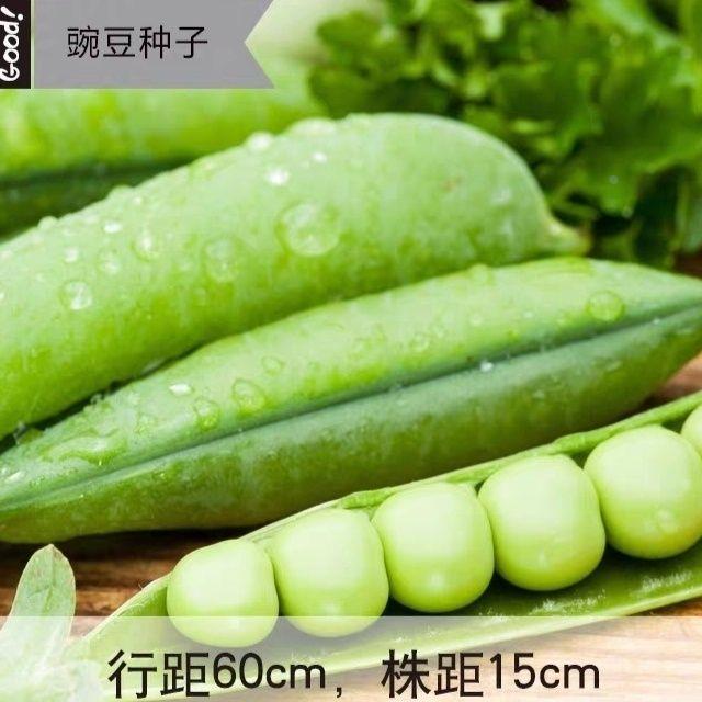 【早熟】甜豌豆种子阳台大全矮生种耐热耐寒青豆庭院蔬菜种子四季