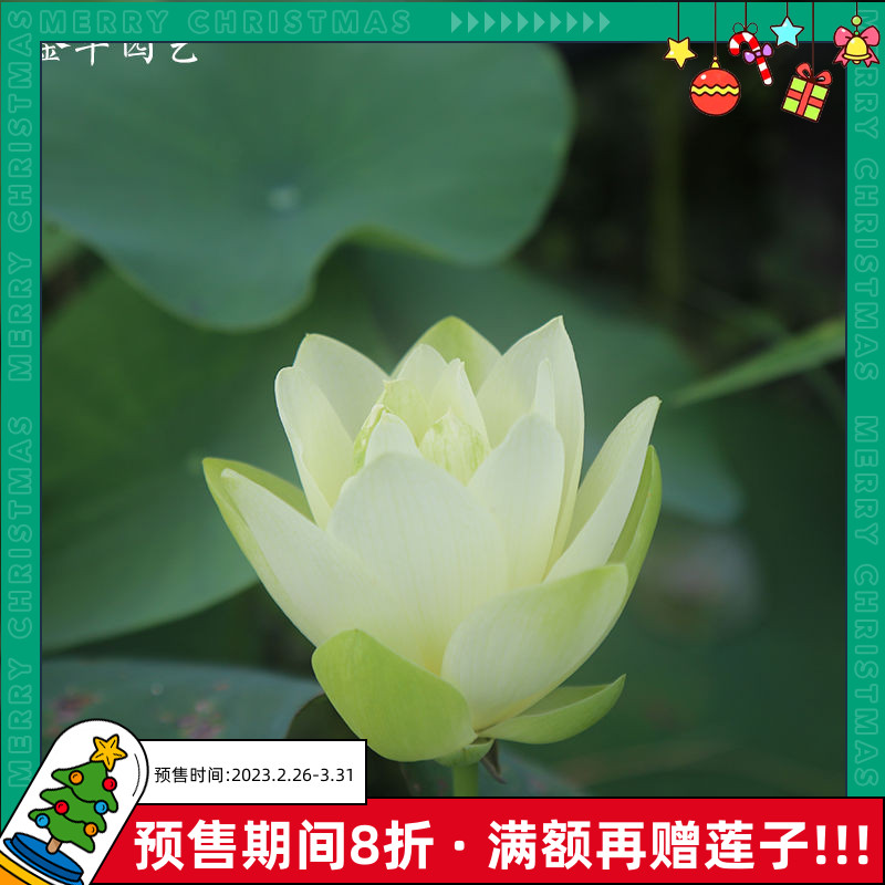 【绿荷】金丰园艺绿色矮型微型碗莲荷花藕带单瓣花卉品种包对版